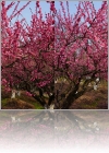 View Images