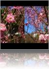 View Images