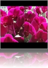 View Images