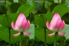 View Images