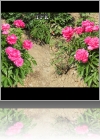 View Images