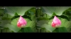 View Images