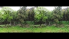 View Images