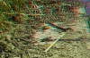 View Images