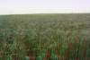 View Images