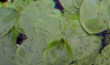 View Images