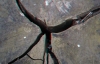 View Images