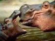 Hippopotamus and it's Baby in zoo. Real 3d