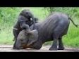 Elephants in 3d Amazing video in 3d HD.