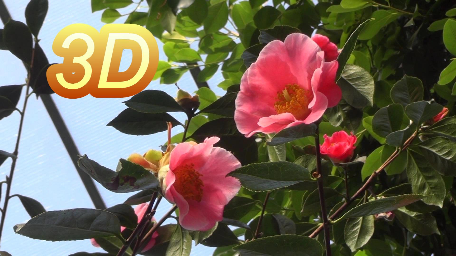 3D - Cologne - Flora: Japanese Flower Power - YT3D